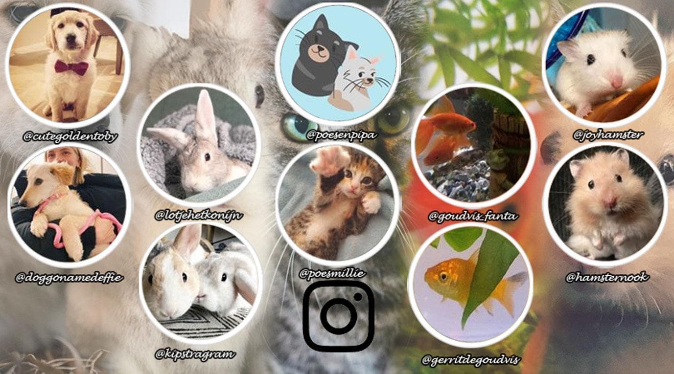 digitale dierenvrienden