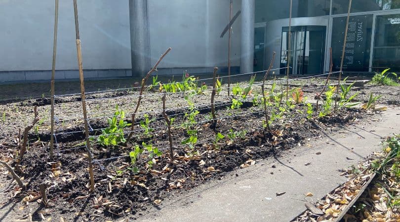 GROENE CAMPUSSEN OVERAL
